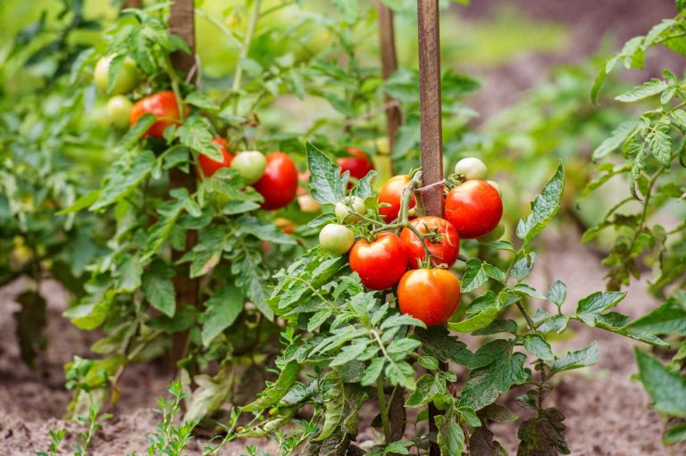 Tips To Grow The Perfect Vegetable Garden